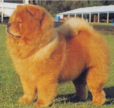 Chow Chow